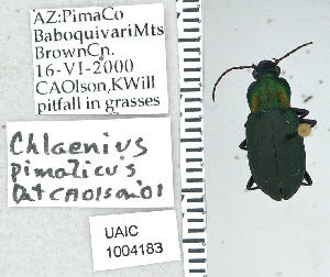  (Chlaenius pimalicus - NEONTcarabid5303)  @13 [ ] CreativeCommons - Attribution Non-Commercial Share-Alike (2011) Moore, W University of Arizona Insect Collection