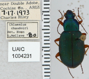  ( - NEONTcarabid5296)  @11 [ ] CreativeCommons - Attribution Non-Commercial Share-Alike (2011) Moore, W University of Arizona Insect Collection