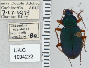  ( - NEONTcarabid5294)  @11 [ ] CreativeCommons - Attribution Non-Commercial Share-Alike (2011) Moore, W University of Arizona Insect Collection