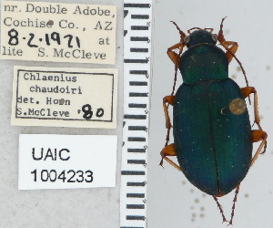  ( - NEONTcarabid5295)  @11 [ ] CreativeCommons - Attribution Non-Commercial Share-Alike (2011) Moore, W University of Arizona Insect Collection