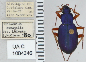  ( - NEONTcarabid5298)  @11 [ ] CreativeCommons - Attribution Non-Commercial Share-Alike (2011) Moore, W University of Arizona Insect Collection