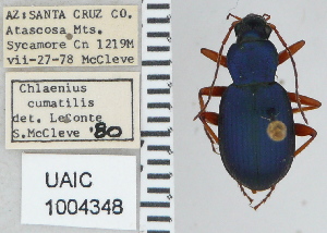  ( - NEONTcarabid5297)  @11 [ ] CreativeCommons - Attribution Non-Commercial Share-Alike (2011) Moore, W University of Arizona Insect Collection