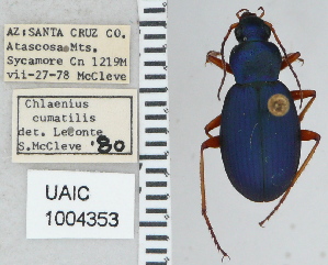  ( - NEONTcarabid5299)  @11 [ ] CreativeCommons - Attribution Non-Commercial Share-Alike (2011) Moore, W University of Arizona Insect Collection