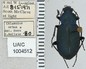  ( - NEONTcarabid5302)  @11 [ ] CreativeCommons - Attribution Non-Commercial Share-Alike (2011) Moore, W University of Arizona Insect Collection