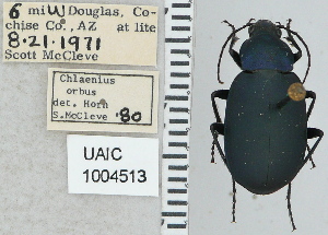  ( - NEONTcarabid5301)  @11 [ ] CreativeCommons - Attribution Non-Commercial Share-Alike (2011) Moore, W University of Arizona Insect Collection
