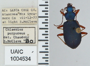  ( - NEONTcarabid4752)  @11 [ ] CreativeCommons - Attribution Non-Commercial Share-Alike (2011) Moore, W University of Arizona Insect Collection