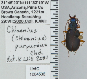  (Chlaenius purpureus - NEONTcarabid4753)  @13 [ ] CreativeCommons - Attribution Non-Commercial Share-Alike (2011) Moore, W University of Arizona Insect Collection