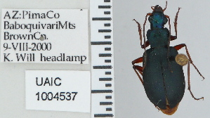  ( - NEONTcarabid4754)  @11 [ ] CreativeCommons - Attribution Non-Commercial Share-Alike (2011) Moore, W University of Arizona Insect Collection