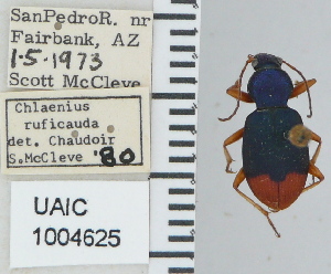  ( - NEONTcarabid4755)  @11 [ ] CreativeCommons - Attribution Non-Commercial Share-Alike (2011) Moore, W University of Arizona Insect Collection