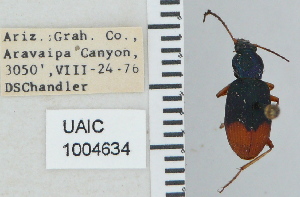  (Chlaenius ruficauda - NEONTcarabid4756)  @11 [ ] CreativeCommons - Attribution Non-Commercial Share-Alike (2011) Moore, W University of Arizona Insect Collection
