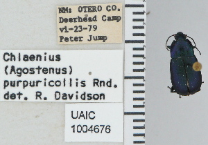  ( - NEONTcarabid4757)  @11 [ ] CreativeCommons - Attribution Non-Commercial Share-Alike (2011) Moore, W University of Arizona Insect Collection