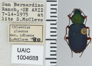  ( - NEONTcarabid4758)  @11 [ ] CreativeCommons - Attribution Non-Commercial Share-Alike (2011) Moore, W University of Arizona Insect Collection