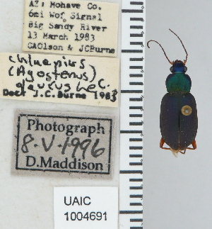  ( - NEONTcarabid4759)  @12 [ ] CreativeCommons - Attribution Non-Commercial Share-Alike (2011) Moore, W University of Arizona Insect Collection