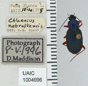  ( - NEONTcarabid4760)  @11 [ ] CreativeCommons - Attribution Non-Commercial Share-Alike (2011) Moore, W University of Arizona Insect Collection