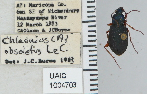  ( - NEONTcarabid4761)  @11 [ ] CreativeCommons - Attribution Non-Commercial Share-Alike (2011) Moore, W University of Arizona Insect Collection