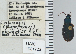  ( - NEONTcarabid4762)  @11 [ ] CreativeCommons - Attribution Non-Commercial Share-Alike (2011) Moore, W University of Arizona Insect Collection