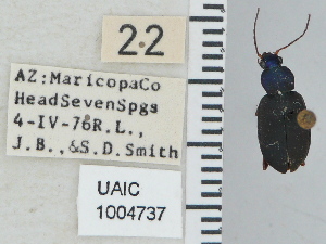  (Chlaenius obsoletus - NEONTcarabid4763)  @13 [ ] CreativeCommons - Attribution Non-Commercial Share-Alike (2011) Moore, W University of Arizona Insect Collection