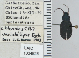  (Chlaenius variabilipes - NEONTcarabid4764)  @11 [ ] CreativeCommons - Attribution Non-Commercial Share-Alike (2011) Moore, W University of Arizona Insect Collection