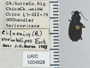  ( - NEONTcarabid4765)  @11 [ ] CreativeCommons - Attribution Non-Commercial Share-Alike (2011) Moore, W University of Arizona Insect Collection