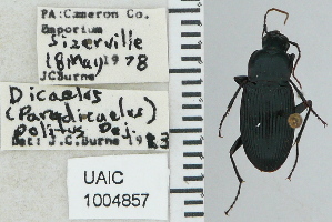  ( - NEONTcarabid4766)  @11 [ ] CreativeCommons - Attribution Non-Commercial Share-Alike (2011) Moore, W University of Arizona Insect Collection