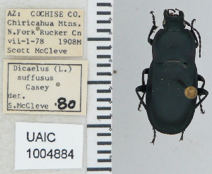  (Dicaelus suffusus - NEONTcarabid4767)  @11 [ ] CreativeCommons - Attribution Non-Commercial Share-Alike (2011) Moore, W University of Arizona Insect Collection