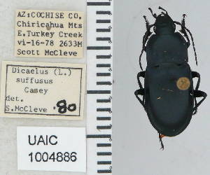  ( - NEONTcarabid4768)  @11 [ ] CreativeCommons - Attribution Non-Commercial Share-Alike (2011) Moore, W University of Arizona Insect Collection