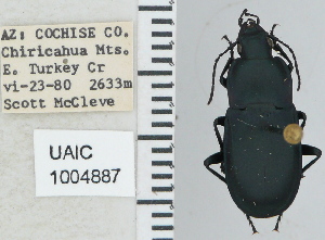  ( - NEONTcarabid4769)  @11 [ ] CreativeCommons - Attribution Non-Commercial Share-Alike (2011) Moore, W University of Arizona Insect Collection