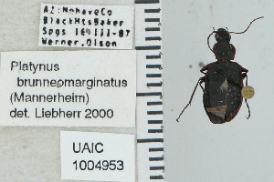  ( - NEONTcarabid4699)  @11 [ ] CreativeCommons - Attribution Non-Commercial Share-Alike (2011) Moore, W University of Arizona Insect Collection