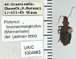  ( - NEONTcarabid4701)  @12 [ ] CreativeCommons - Attribution Non-Commercial Share-Alike (2011) Moore, W University of Arizona Insect Collection