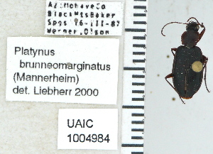  ( - NEONTcarabid4700)  @12 [ ] CreativeCommons - Attribution Non-Commercial Share-Alike (2011) Moore, W University of Arizona Insect Collection