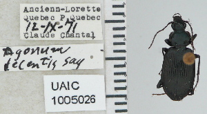  ( - NEONTcarabid4702)  @11 [ ] CreativeCommons - Attribution Non-Commercial Share-Alike (2011) Moore, W University of Arizona Insect Collection