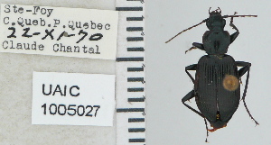  ( - NEONTcarabid4703)  @11 [ ] CreativeCommons - Attribution Non-Commercial Share-Alike (2011) Moore, W University of Arizona Insect Collection