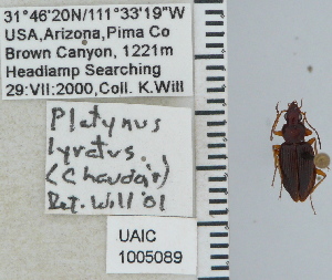  (Platynus lyratus - NEONTcarabid4704)  @12 [ ] CreativeCommons - Attribution Non-Commercial Share-Alike (2011) Moore, W University of Arizona Insect Collection