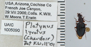  ( - NEONTcarabid4705)  @12 [ ] CreativeCommons - Attribution Non-Commercial Share-Alike (2011) Moore, W University of Arizona Insect Collection