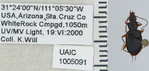  ( - NEONTcarabid4706)  @12 [ ] CreativeCommons - Attribution Non-Commercial Share-Alike (2011) Moore, W University of Arizona Insect Collection