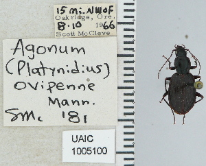  ( - NEONTcarabid5266)  @11 [ ] CreativeCommons - Attribution Non-Commercial Share-Alike (2011) Moore, W University of Arizona Insect Collection