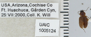  ( - NEONTcarabid5271)  @13 [ ] CreativeCommons - Attribution Non-Commercial Share-Alike (2011) Moore, W University of Arizona Insect Collection