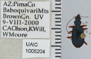  ( - NEONTcarabid5273)  @12 [ ] CreativeCommons - Attribution Non-Commercial Share-Alike (2011) Moore, W University of Arizona Insect Collection