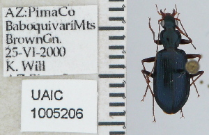  (Platynus megalops - NEONTcarabid5274)  @13 [ ] CreativeCommons - Attribution Non-Commercial Share-Alike (2011) Moore, W University of Arizona Insect Collection