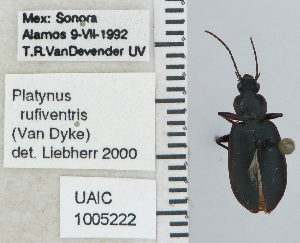  (Platynus rufiventris - NEONTcarabid5276)  @13 [ ] CreativeCommons - Attribution Non-Commercial Share-Alike (2011) Moore, W University of Arizona Insect Collection