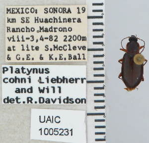  ( - NEONTcarabid5279)  @11 [ ] CreativeCommons - Attribution Non-Commercial Share-Alike (2011) Moore, W University of Arizona Insect Collection