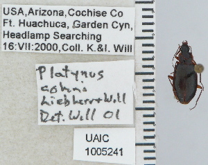  (Platynus cohni - NEONTcarabid5280)  @12 [ ] CreativeCommons - Attribution Non-Commercial Share-Alike (2011) Moore, W University of Arizona Insect Collection