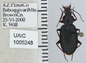  ( - NEONTcarabid5282)  @12 [ ] CreativeCommons - Attribution Non-Commercial Share-Alike (2011) Moore, W University of Arizona Insect Collection