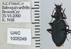  ( - NEONTcarabid5283)  @13 [ ] CreativeCommons - Attribution Non-Commercial Share-Alike (2011) Moore, W University of Arizona Insect Collection