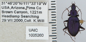  (Platynus falli - NEONTcarabid5286)  @13 [ ] CreativeCommons - Attribution Non-Commercial Share-Alike (2011) Moore, W University of Arizona Insect Collection