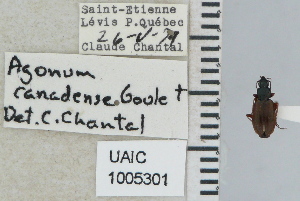  ( - NEONTcarabid4641)  @11 [ ] CreativeCommons - Attribution Non-Commercial Share-Alike (2011) Moore, W University of Arizona Insect Collection