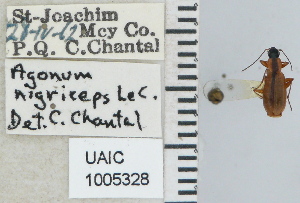  ( - NEONTcarabid4653)  @11 [ ] CreativeCommons - Attribution Non-Commercial Share-Alike (2011) Moore, W University of Arizona Insect Collection
