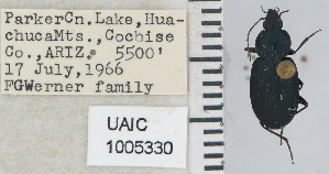  ( - NEONTcarabid4654)  @11 [ ] CreativeCommons - Attribution Non-Commercial Share-Alike (2011) Moore, W University of Arizona Insect Collection