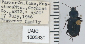  ( - NEONTcarabid4655)  @11 [ ] CreativeCommons - Attribution Non-Commercial Share-Alike (2011) Moore, W University of Arizona Insect Collection