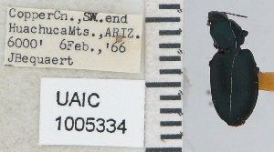  (Agonum cyclifer - NEONTcarabid4656)  @11 [ ] CreativeCommons - Attribution Non-Commercial Share-Alike (2011) Moore, W University of Arizona Insect Collection